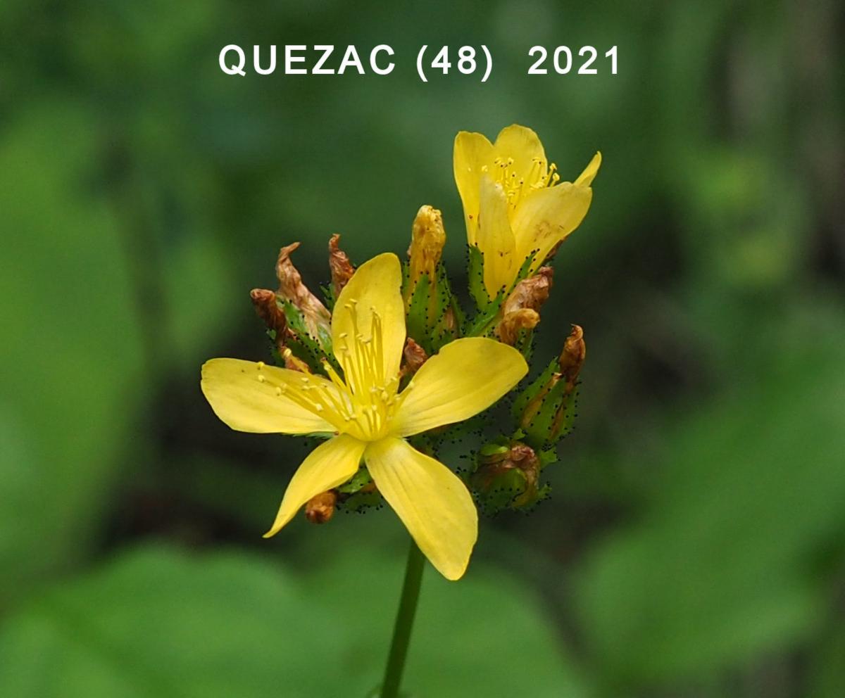 St. John's Wort, Mountain flower